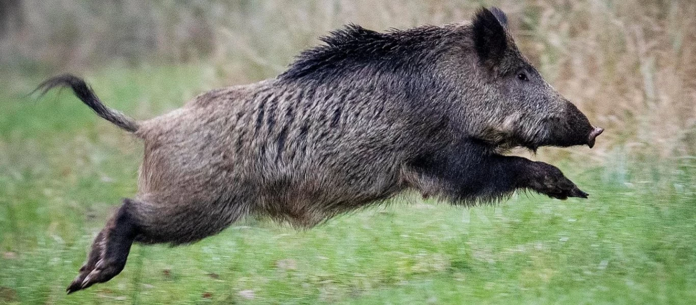 Γερμανία: Αγριογούρουνο εμφανίζεται στην παραλία και εξαπολύει επίθεση σε λουόμενους